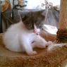 pusle74