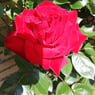 Lillemomse27