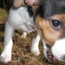 FriendofDogVille