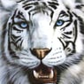 tigervildkat