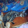 taz15