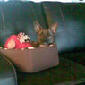 Bassebuller