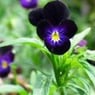 hornviol