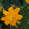 basviola