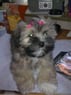 gitte7