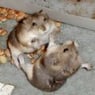 NiceHamster
