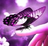 bdButterfly