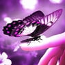 bdButterfly