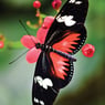 Lisbeth27