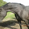 rollo2007