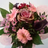 Anemone73