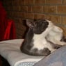 nitto