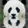 PandaJam