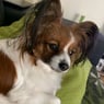 Condy