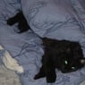 Sidse2003