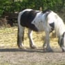 doris11
