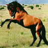 Nannus