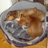 kensol