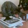 hannibalkat