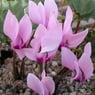 Cyclamen