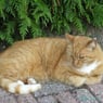 kispuskat