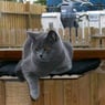 silverlady