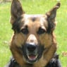 Fjaeserhund1