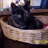 siffi38