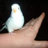 grethepige