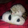 lykkeyde