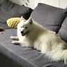 vildkat62