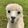 sofievittrup