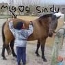 Sillemus1995