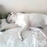 dogidog03