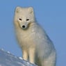 LuckyFox