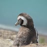 Thepenguin