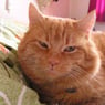 garfield50