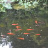 pyrus2005