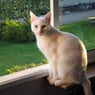liljes