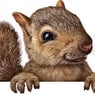 jacomus