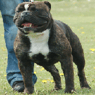 Bergloevbulldogs