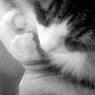 Lusse