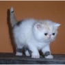 Limba
