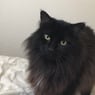 whiskat
