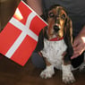 olsenhund