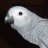 Zanti1