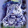cat123