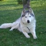 Huskyy