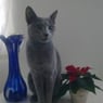 BlueTica