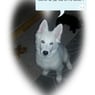 charlie1